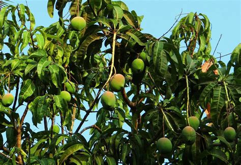 grow  care   mango tree