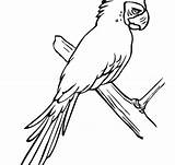 Coloring Pages Parakeet sketch template