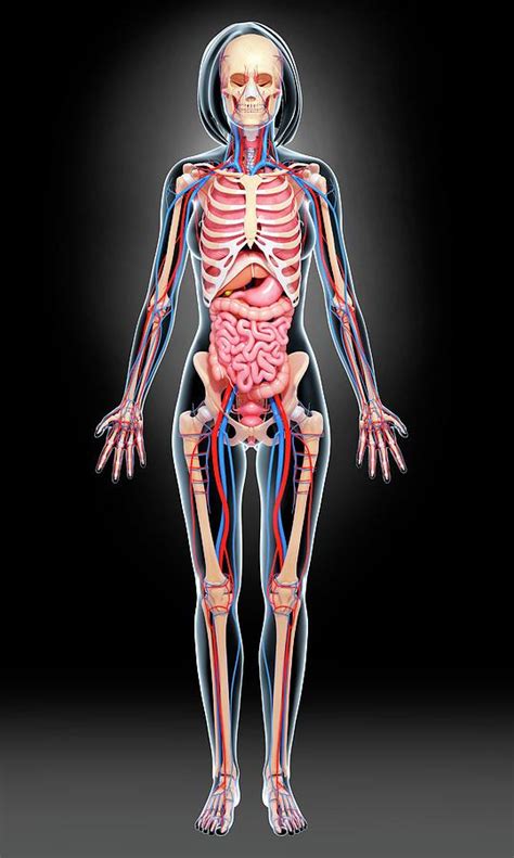 woman body anatomy female lower back anatomy internal organs ᐈ