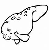Manatee Coloring Pages Color Animals Animal Print Back sketch template