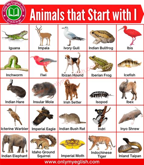 top  animals  start   letter