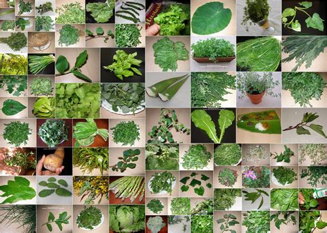 wild edible plants list