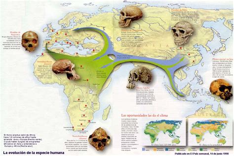 diarios de   evolucion de los hominidos en infografia