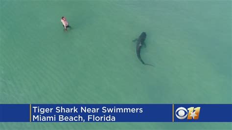 drone catches shark  unaware swimmers youtube