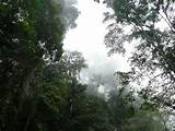 Pictures of Venezuela Tropical Rainforest