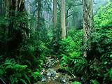 Largest Tropical Rainforest