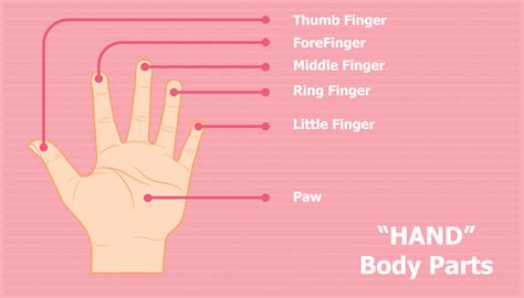 parts   hand   thumb index finger middle finger ring