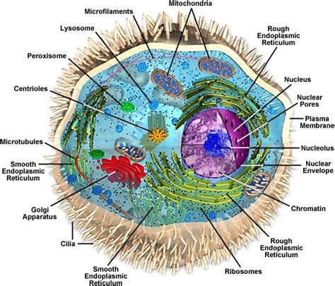 structures  eukaryotic cells biological science picture directory pulpbitsnet