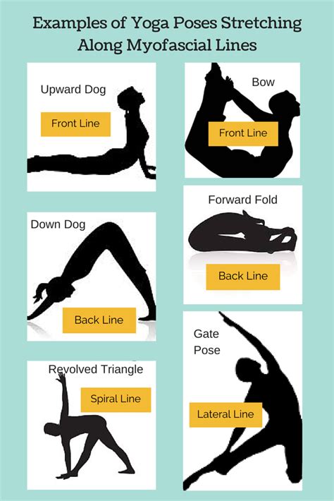 gaining connectivity  yoga  fascia  balance health yoga