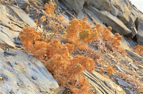 desert  crete stock photo image  golden wild wildness