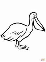Pelican Coloring Pages Seabird Brown Printable Spoonbill Pelicans Drawing Roseate Birds Color Bird Animal Kids Supercoloring Clipart Clipartbest Drawings 99kb sketch template