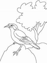 Coloring Myna Common Pages Rock Bird Indian Sitting Cute Colouring Designlooter Drawings Kids Doli Clip Template Comments 556px sketch template