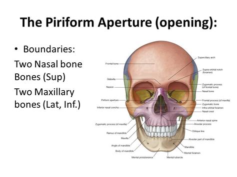 inferior nasal bone