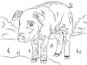 realistic pig coloring coloring pages