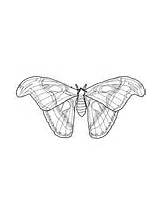Moth Hawk Supercoloring Brighten sketch template