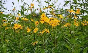 jammu  kashmir medicinal plants introduction centre