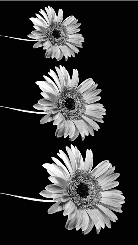 black  white aesthetic background pinterest monochrome aesthetics    web