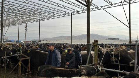 cctv cameras installed  tokmok livestock market  high profile