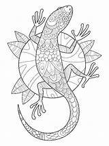 Coloring Pages Gecko Lizard Adults Horned Drawing Printable Getdrawings sketch template