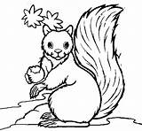 Colorear Ardilla Esquilo Desenho Esquirol Scoiattolo Esquilos Dibuixos Ardillas Bolota Comendo Squirrel Disegno Dibuix Acolore Tudodesenhos Stampare Animali Bonito sketch template