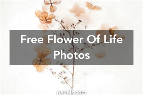 amazing flower  life  pexels  stock