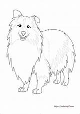 Shetland Sheepdog sketch template