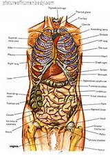 Images of Human Organs Diagram