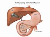 Photos of Pancreas Diagram