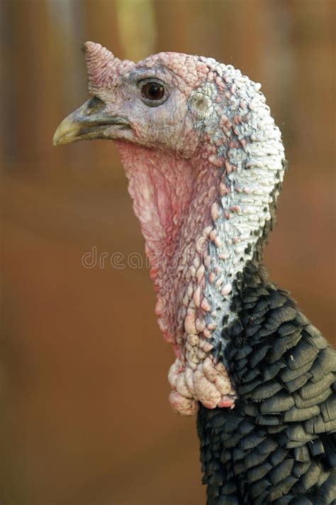 turkey head stock image image  farm cloth domesticated