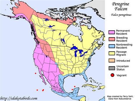 peregrine falcon species range map