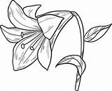 Lily Coloring Pages Printable Supercoloring Lilies Categories Drawing sketch template