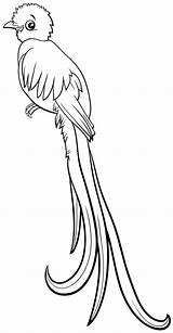 Quetzal Bird Character Pintar Quetzales sketch template