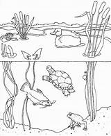 Pond Animals Habitat Colouring Drawing Getcolorings Tucker Drawings Storytime Books Wetland Designlooter sketch template