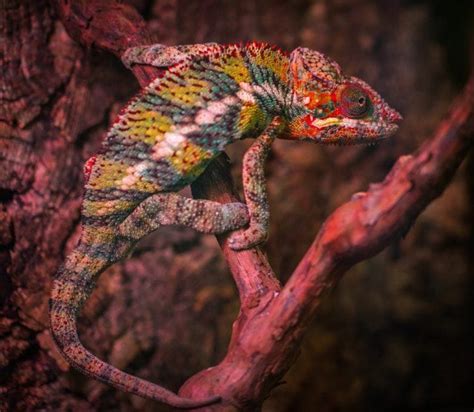 chameleons  petsmart  price guide pet keen