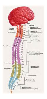 Segments Of The Spinal Cord Photos