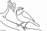 Vogel Zeichnen Gartenrotschwanz Ausmalbild Ausmalen Vögel Heimische Zum Fliegenden Voegel österreich sketch template