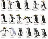 Different Types Of Penguins Photos