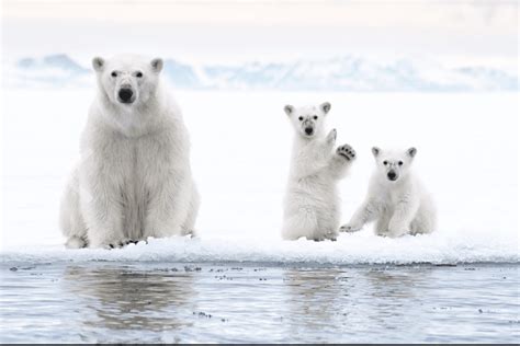 photo burst polar bears  winter scenes lead  top  images