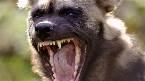 hyenas vallen soortgenoot aan  safaripark beekse bergen wilde dieren afrikaanse wilde hond