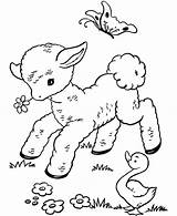 Lamb Baby Coloring Pages Cute Getcolorings Printable Color sketch template