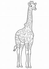 Colorare Giraffa Disegno Pianetabambini sketch template