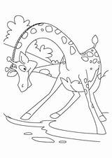Giraffe Coloring Scribblefun Tulamama Letzte sketch template