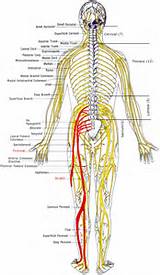 Spinal Nerve Paths Pictures