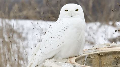 project snowstorm snowy owls on the wing cool green science