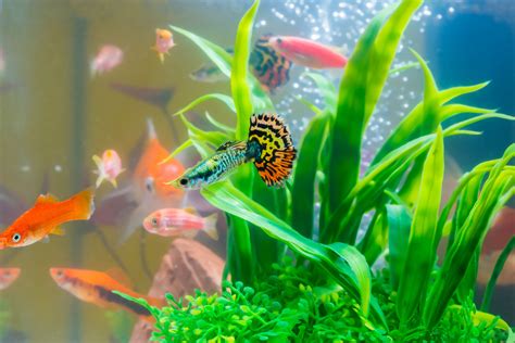 mini aquariums  pros cons  small fish tanks