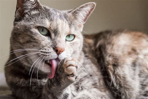 tantalizing tidbits  cat tongues cat tales