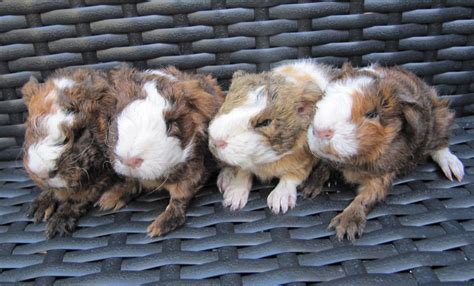 guinea pig breeding info