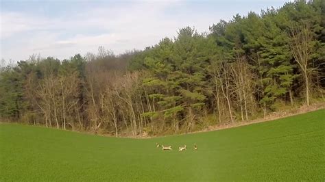 deer  drone youtube