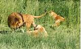 Pictures of Lions Habitat