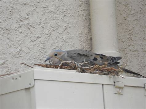 doves nest dove nest bird houses bird